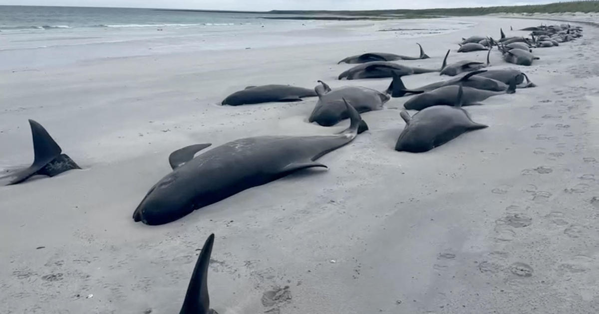 77 pilot whales die on Scotland beach in “one of the larger mass strandings” seen in U.K.