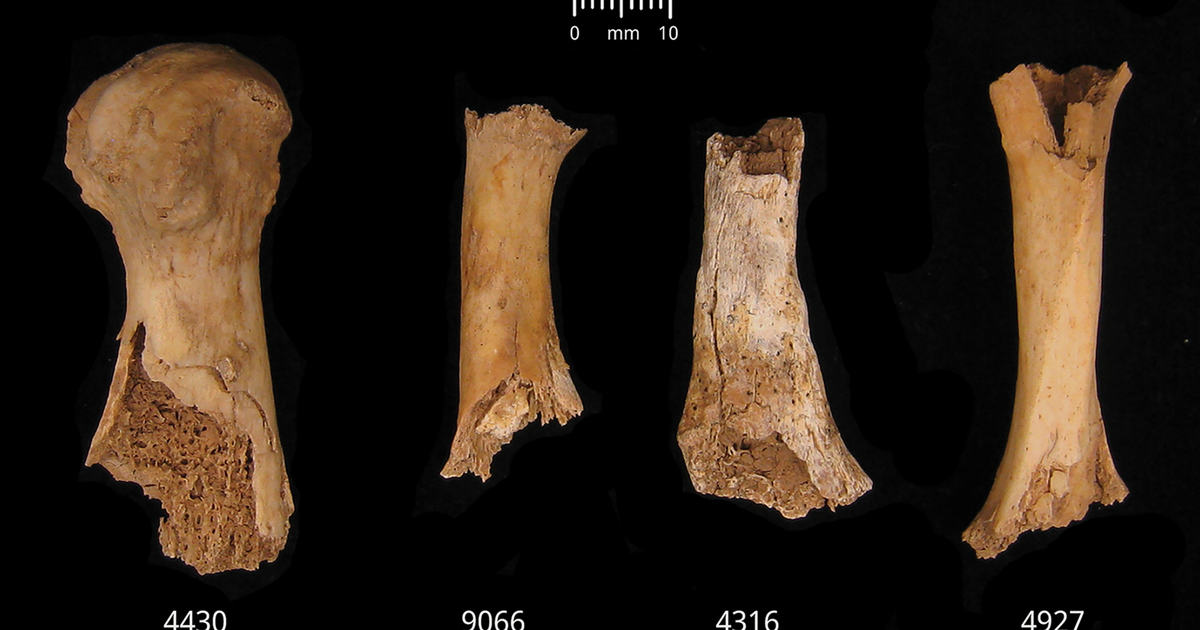 Dozens of Britons were “killed and butchered” and then cannibalized after Bronze Age massacre, research shows