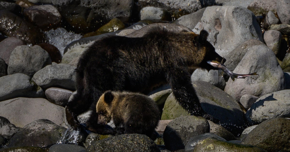 Bears kill record number of people in Japan this year as another possible victim is reported missing
