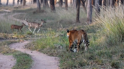 Conservation efforts centred on tigers have unintentionally secured millions of hectares of forests that now serve as carbon sinks, water sources, and biodiversity reservoirs. (Shutterstock)