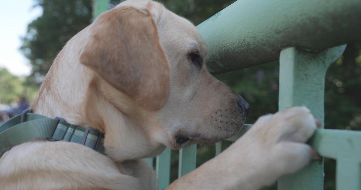 The Dog Aging Project | Sunday on 60 Minutes