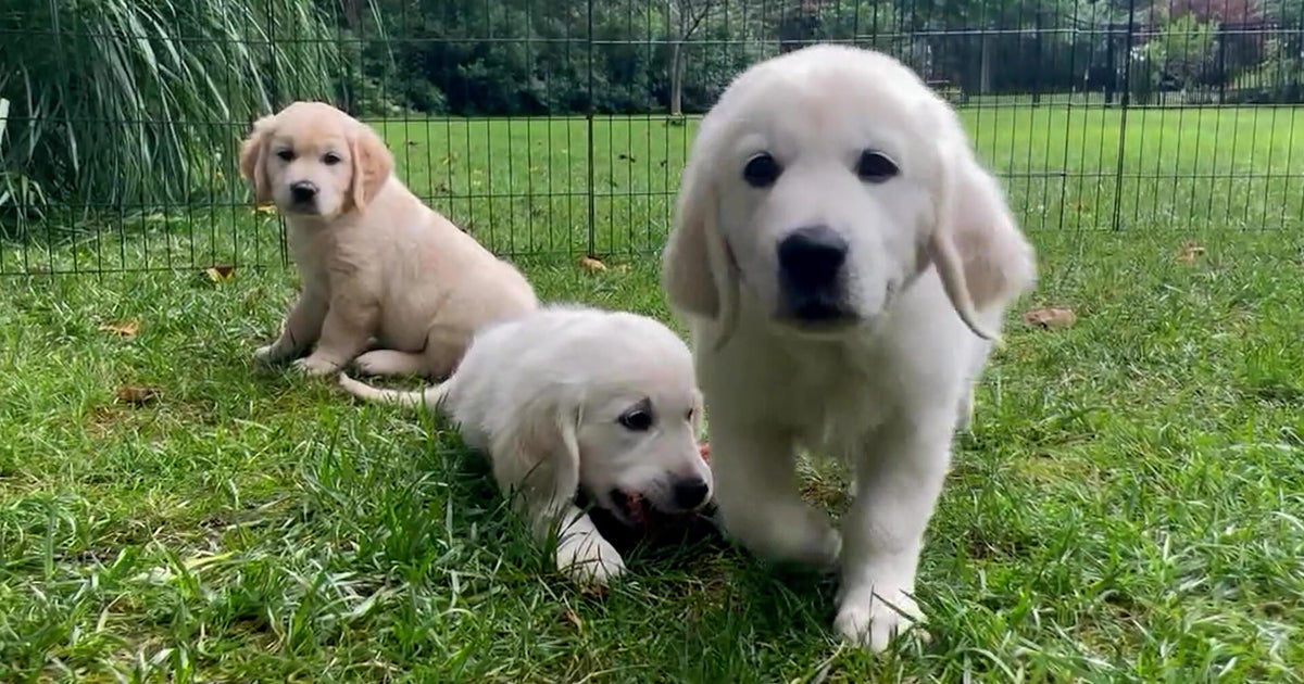 “Friendliness mutations” in dog DNA | 60 Minutes Archive