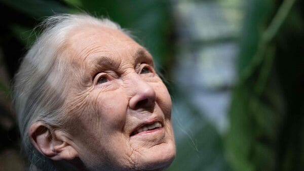 British anthropologist and primatologist Jane Goodall, who studied chimpanzees and became a renowned wildlife crusader, died aged 91, her institute said on October 1, 2025.