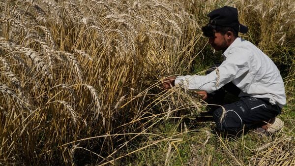 Farmer harvest wheat crops in the suburbs of Lahore, in Lahore, Pakistan, Tuesday,