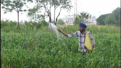 The Green Revolution was India’s first independence from famines and food shortages. Our second Green Revolution will have to focus on independence from the unpredictable and uncontrollable politics of West Asia. (AFP)