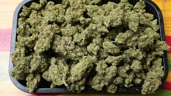 Shown is marijuana at NJ Weedman's Joint dispensary in Trenton, N.J., Thursday, April 23, 2026. (AP Photo/Matt Rourke)