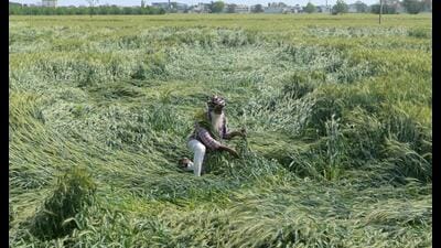 A large share of India’s farmland still depends on the monsoon. If a below-normal season unfolds, the consequences will not stay confined to farms. Reservoir replenishment, drinking water availability, food prices, rural incomes will all come under pressure. (AFP)