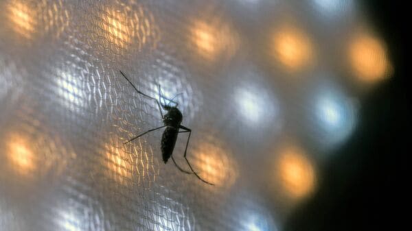 Mosquito humming to get stronger in California as Google plans to release 32 million insects