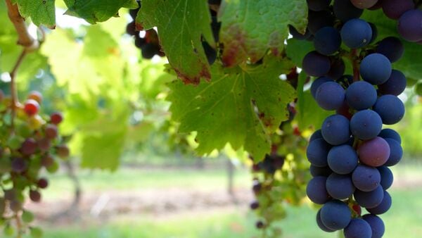 Greek proverb of the day: 'Unripe grape gets sweet as honey, at a slow pace' (Representative image).