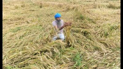 The challenge is not whether enough food is produced, but whether it can be produced sustainably, given shrinking water tables, deteriorating soils, and the impact of the climate crisis. (AFP)