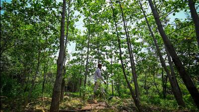 Through the mid-20th century, the Central Ridge saw numerous encroachments in the form of roads, sports facilities, and buildings, due to the escalating demand for land. Some sections of the forest were converted to parks such as Buddha Jayanti and Mahavir Vanasthali. (HT Archive)