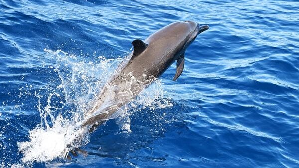 Hegseth Denies Iran Has 'Kamikaze Dolphins' — So Does the US Navy, and What Are These Trained War Dolphins?