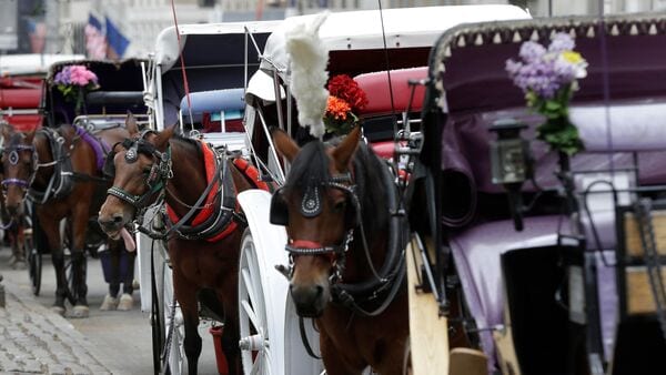 Indian dies after falling from horse-drawn carriage in NYC's Central Park: viral video (AP Photo)