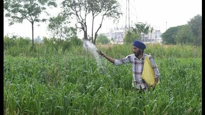 Entire agricultural systems can change when farmers are given the knowledge and confidence to experiment for themselves. This is worth remembering because the original Green Revolution did not spread overnight either. (AFP)