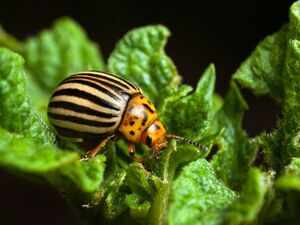 In 1950, amid the Cold War, a tiny beetle from the US was destroying potato crops across East Germany. Then began one of history's strangest propaganda campaigns