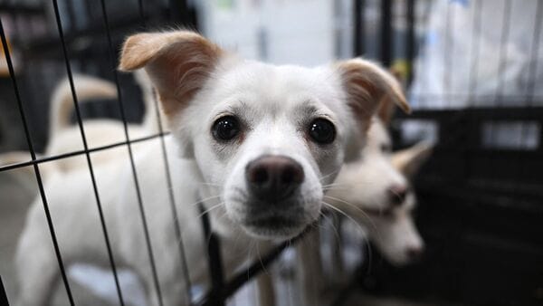 In this picture taken on June 23, 2026, dogs rescued from dog slaughter facilities are seen at an animal shelter run by the animal rights group 'KARA' in Paju. Electric prods rest against the wall near rusty cages containing dog skulls in an abandoned canine slaughterhouse in a South Korean town. The deserted site in Pyeongtaek, south of Seoul, offers a glimpse into an industry rapidly disappearing as South Korea's landmark dog meat ban enters into force next year. (Photo by Jung Yeon-je / AFP) / To go with 'SKOREA-FOOD-LAW-ANIMAL, REPORTAGE' by Jihye SHIN