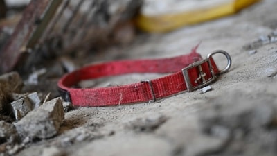 More than 600 dog collars were found nearby, according to the sheriff's office. (AFP)