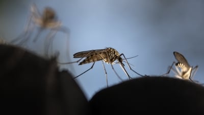 Google's initiative aims to reduce disease-carrying mosquito populations by releasing specially treated insects over two years in targeted areas with high mosquito activity. (AFP)