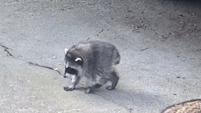 The Seattle Mariners joined the Jimothy the raccoon's fame by updating their Instagram profile picture with a Jimothy-inspired image. (X | @JimothyOnSol)