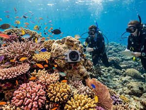 Japan coral protectors race to save reefs from heat 'bomb'