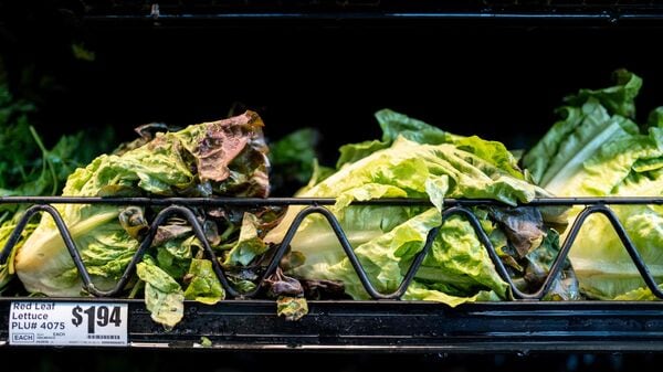 In Michigan, officials say early information points to lettuce or salad greens as a possible culprit.