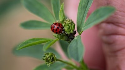 A ladybird sits on an alfalfa plant in a test agricultural plot in Bouleuse, northeastern France, on August 6. (AFP)