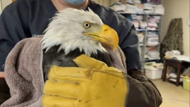 Jackie, beloved Big Bear bald eagle, dies at 14 after prolonged illness