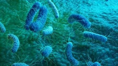 Salmonella bacteria infect the stomach, causing symptoms such as diarrhoea, fever and pain. (Getty Images/iStockphoto)
