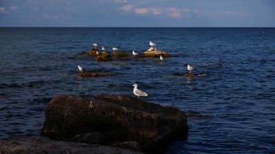 Birds rest on rocks in Lake Ontario after U.S. President Donald Trump signed an executive order renaming Lake Ontario as Lake America, a change he said would take effect immediately, in Hamilton, Ontario, Canada. (REUTERS)